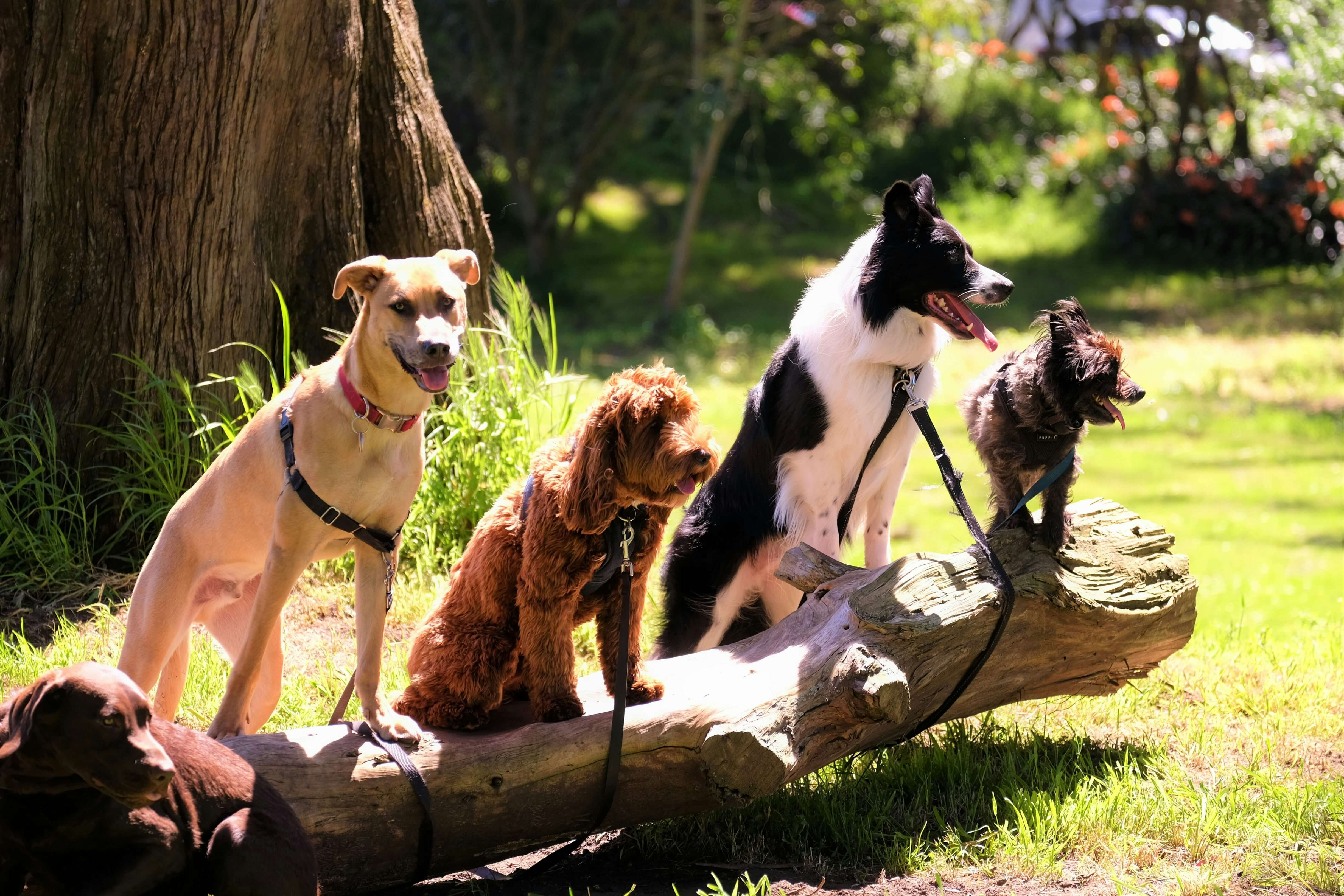 How Long Can a Dog Stay With a Dog Sitter?