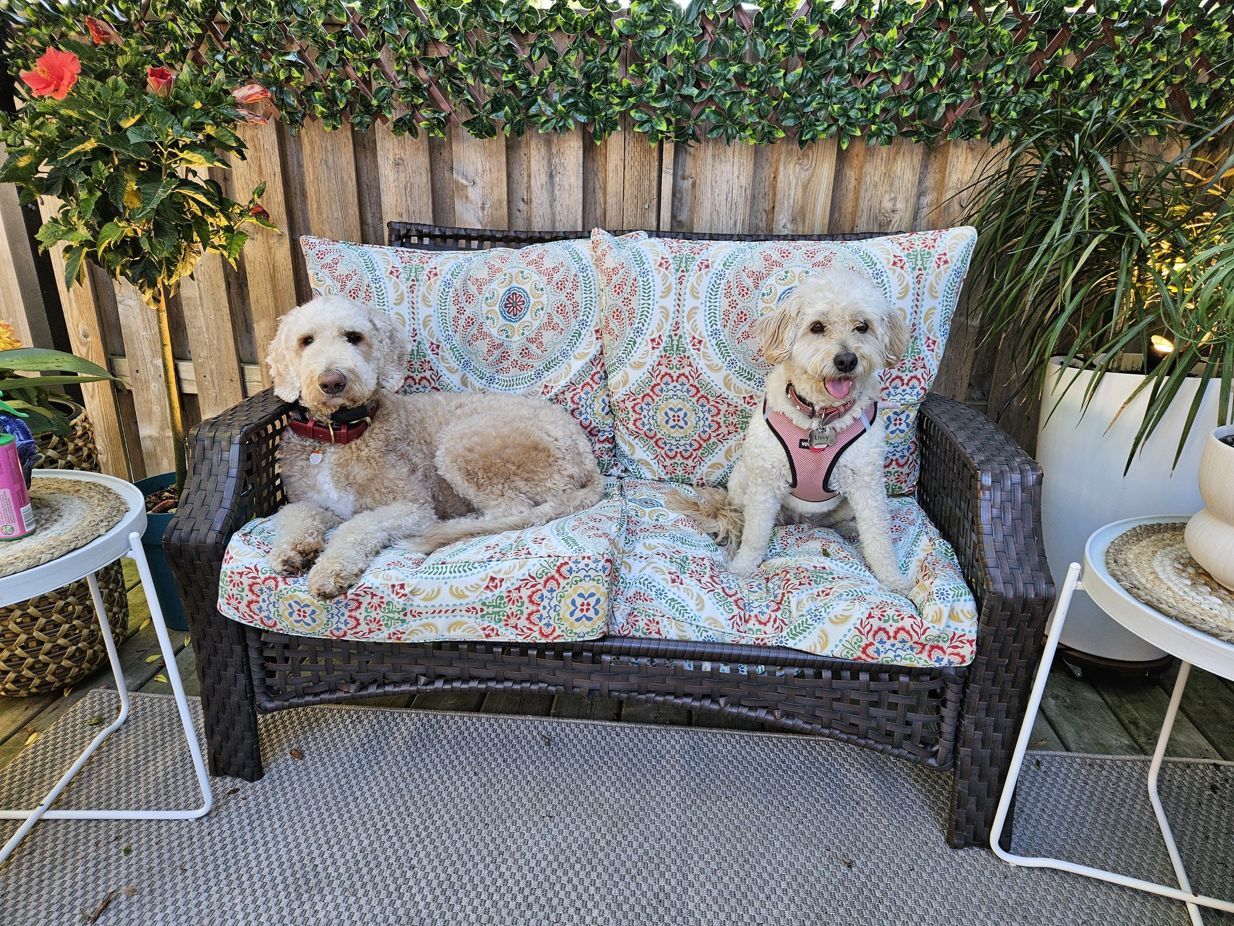 Who Can Join Furendly? Discover Our Welcoming Dog-Loving Community