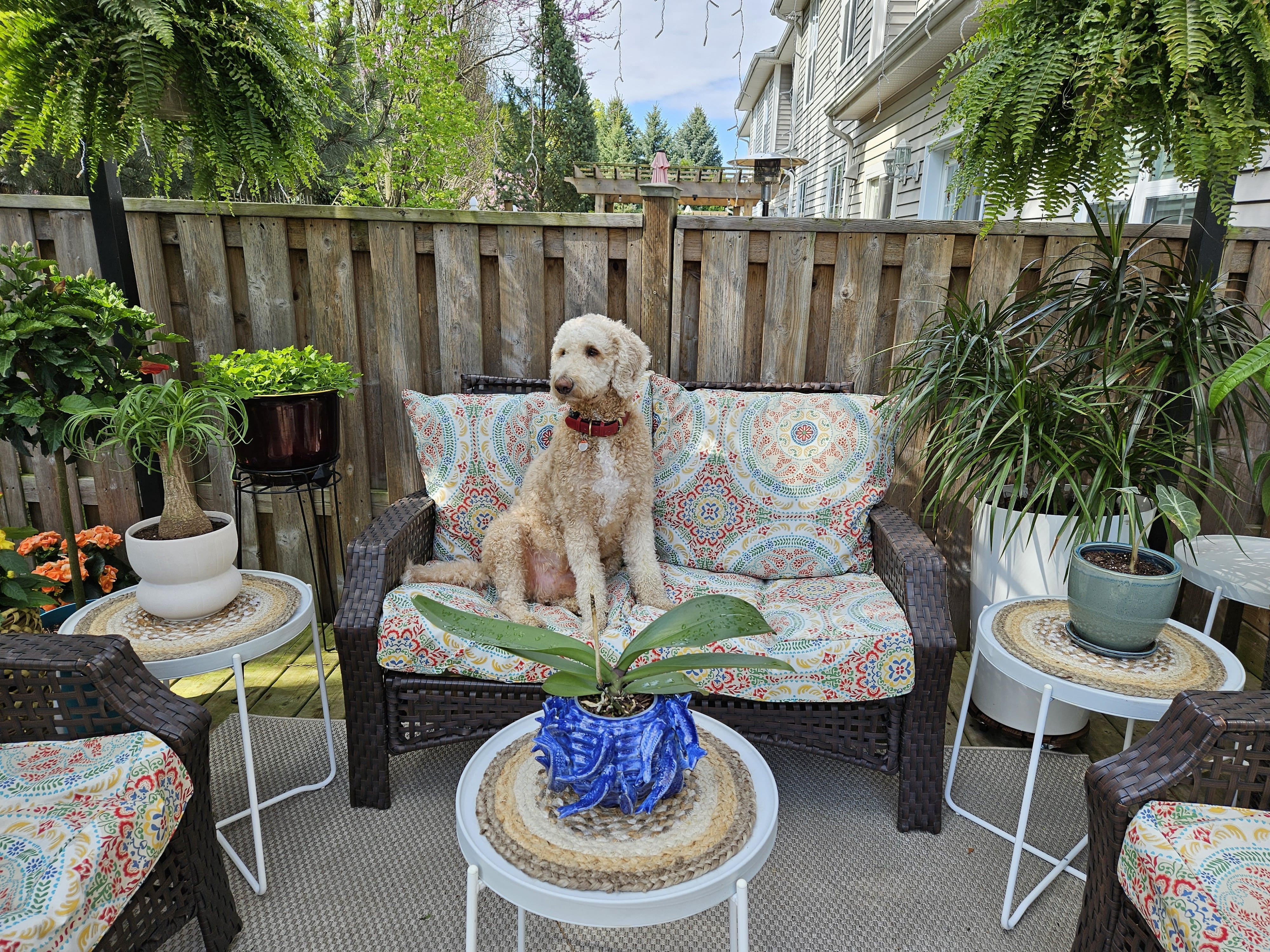 How Early Should You Book a Dog Sitter? A Complete Planning Guide