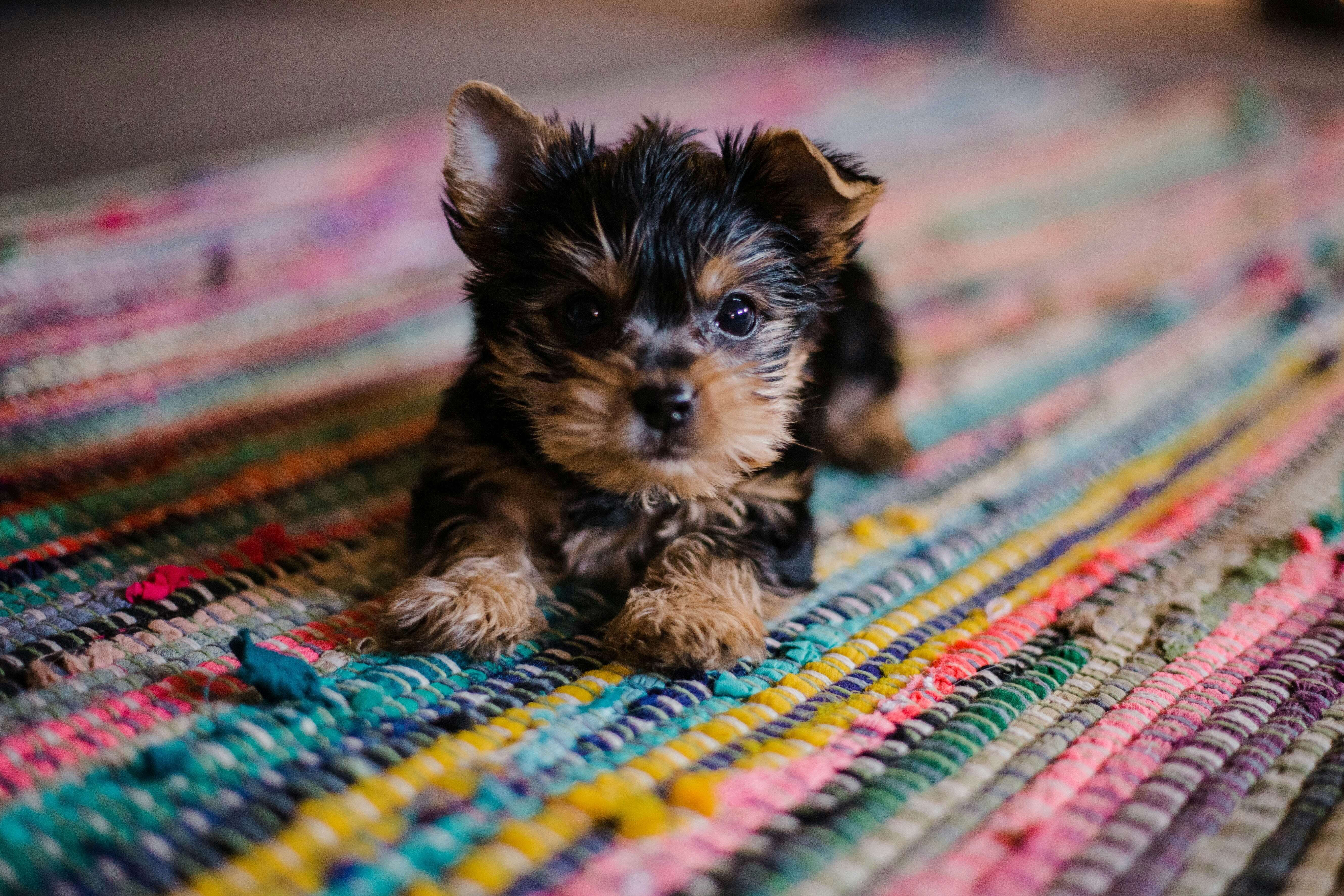 Where Can I Leave My Dog While I Travel? Top Pet Sitting Options