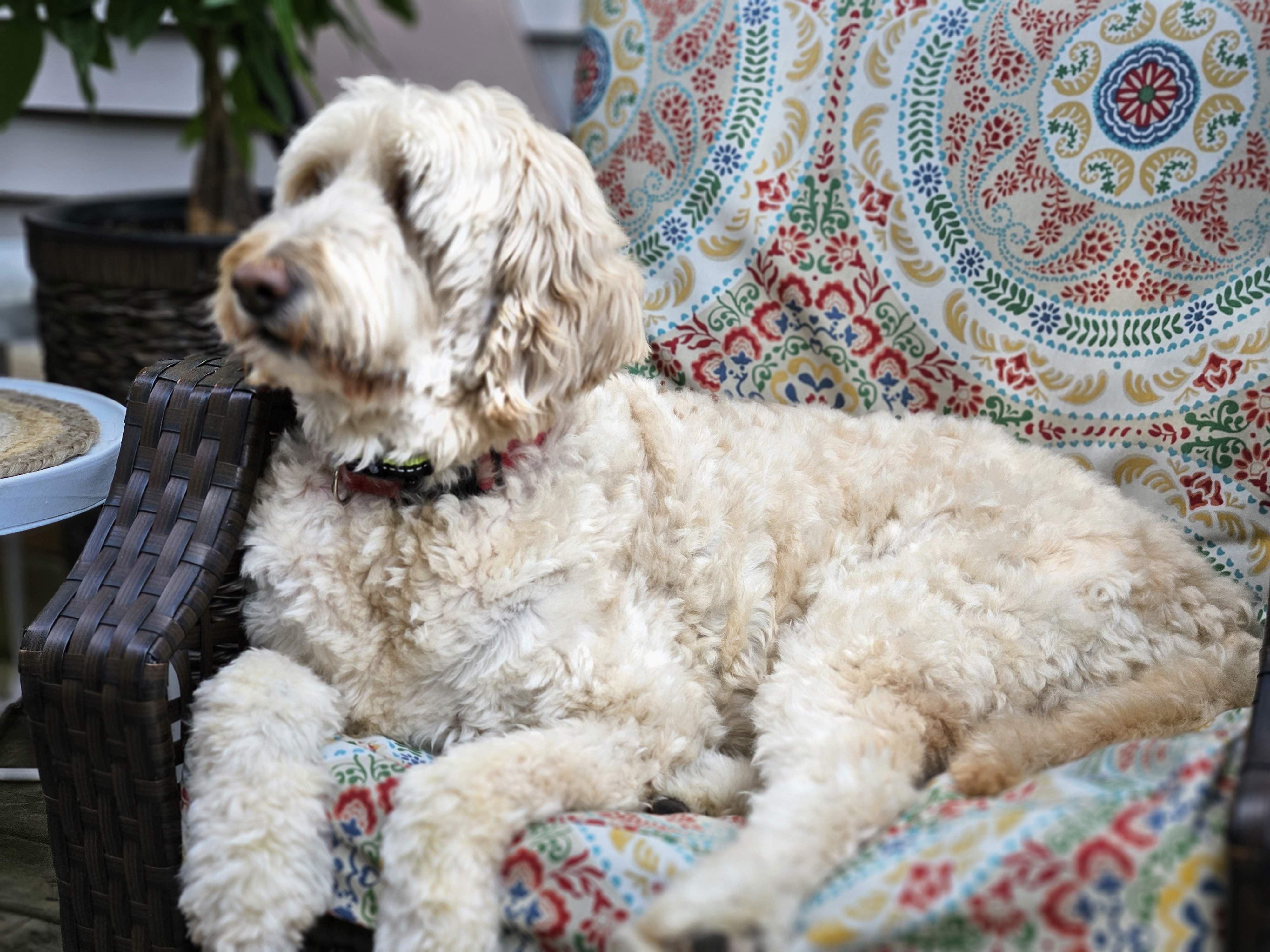 Max - photo 1