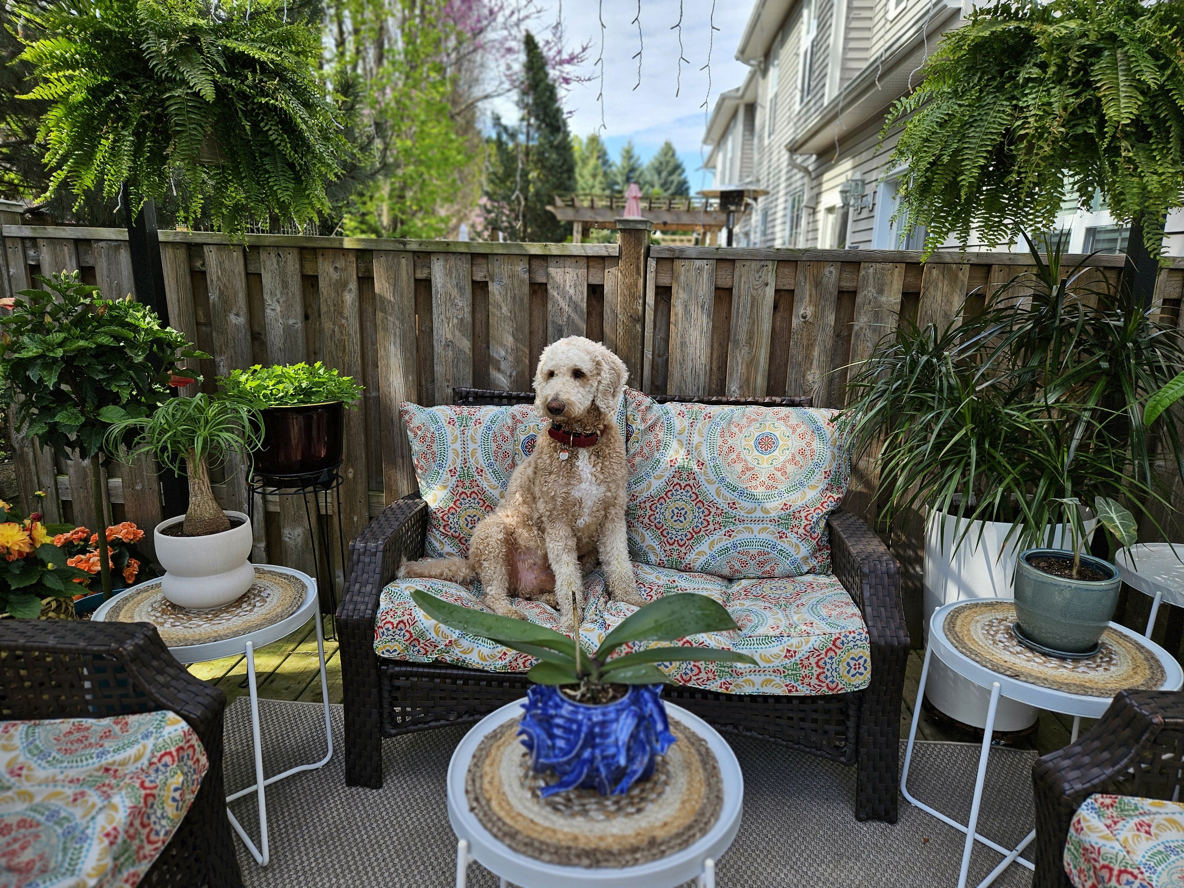The Ultimate Pre-Stay Checklist: Preparing Your Dog for a Local Host