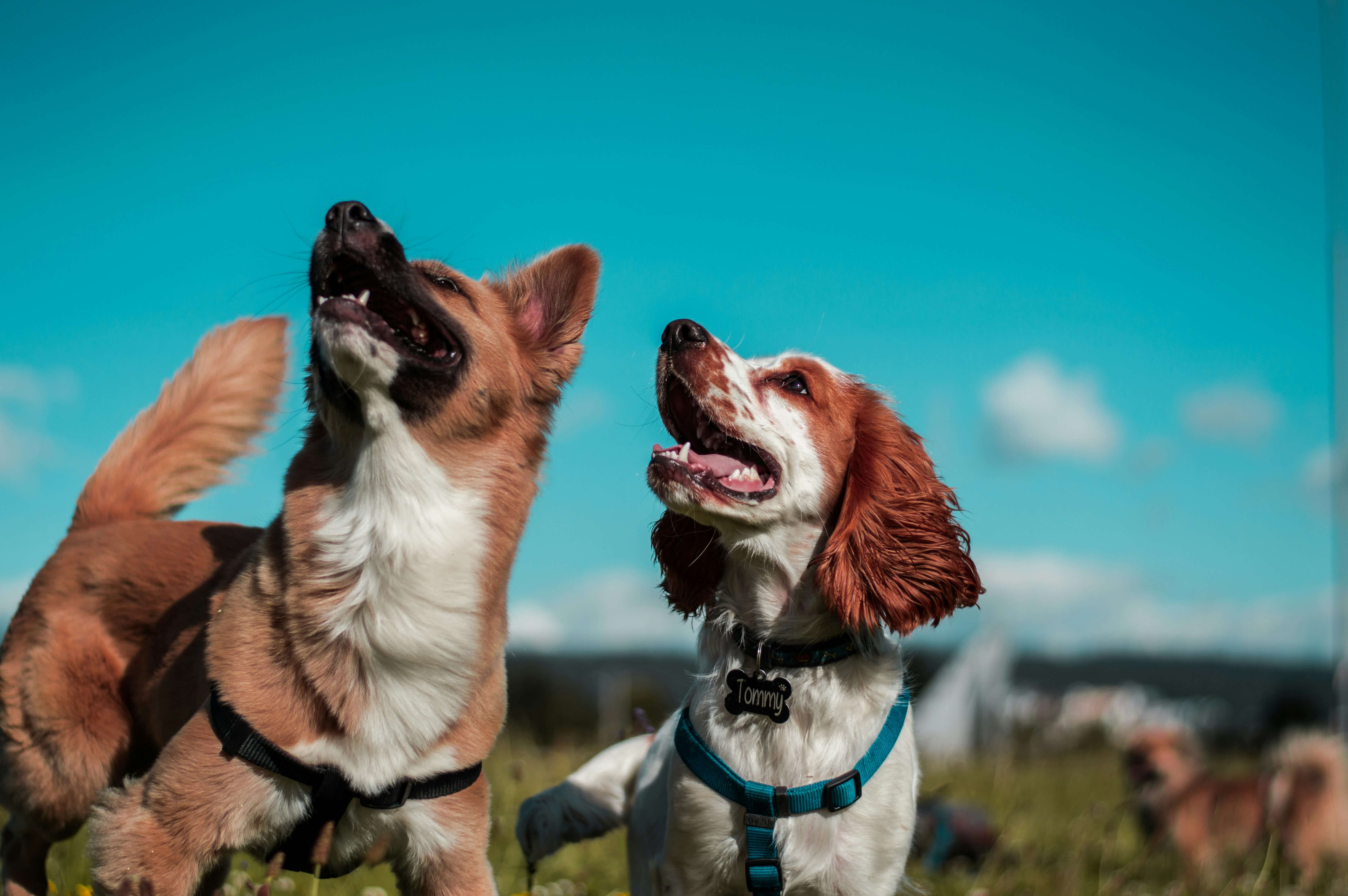 How to Find the Best Dog Sitting in Mississauga