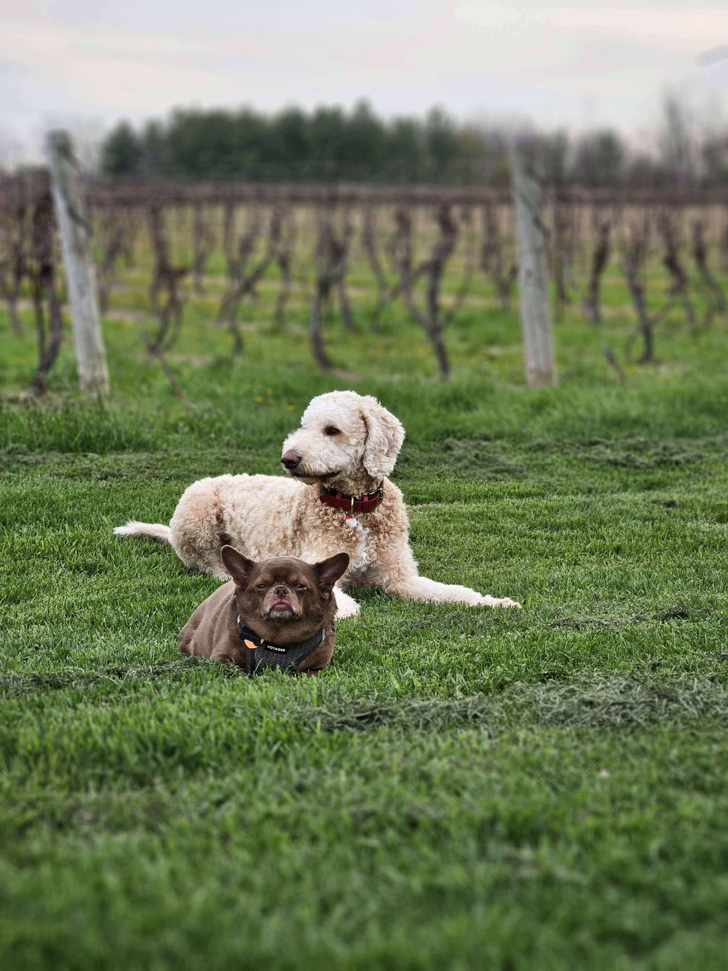 Finding the Best Dog Sitting in Oakville: A Community-First Guide