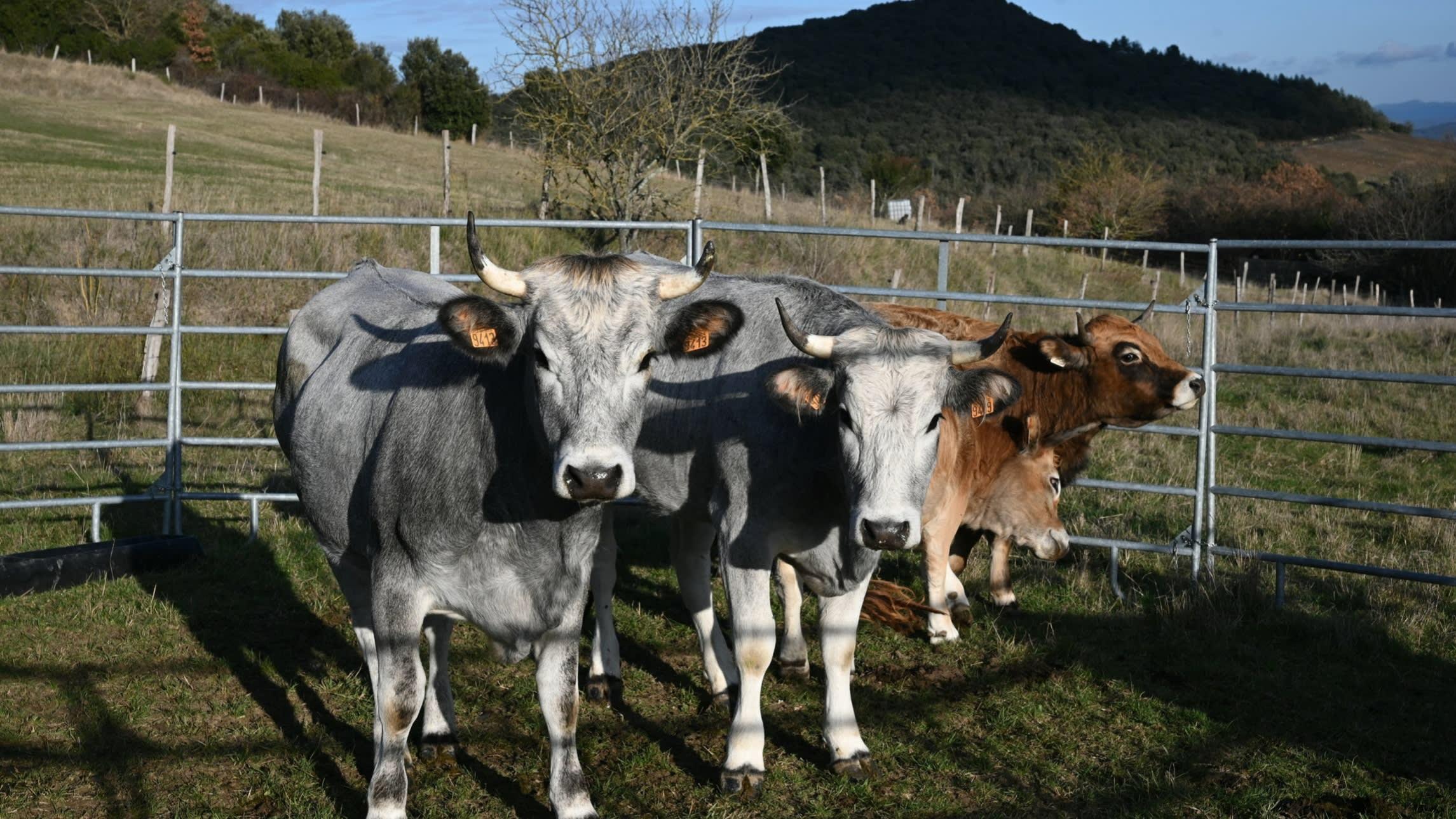 China hits EU dairy industry with levies of up to 42.7%

Move stokes an already strained trading