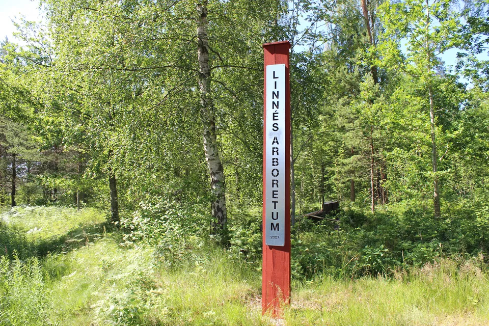 Linnés arboretum