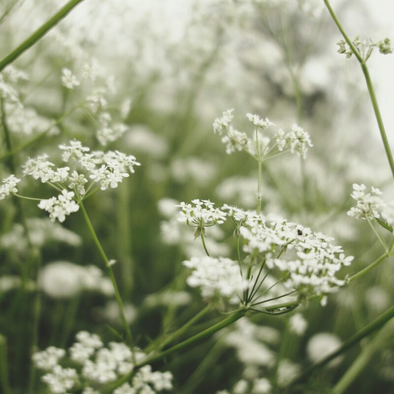 Riksförbundet Svensk Trädgård