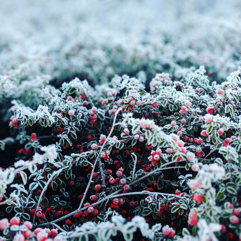 Vinter-MAT sätter smak på Stortorget