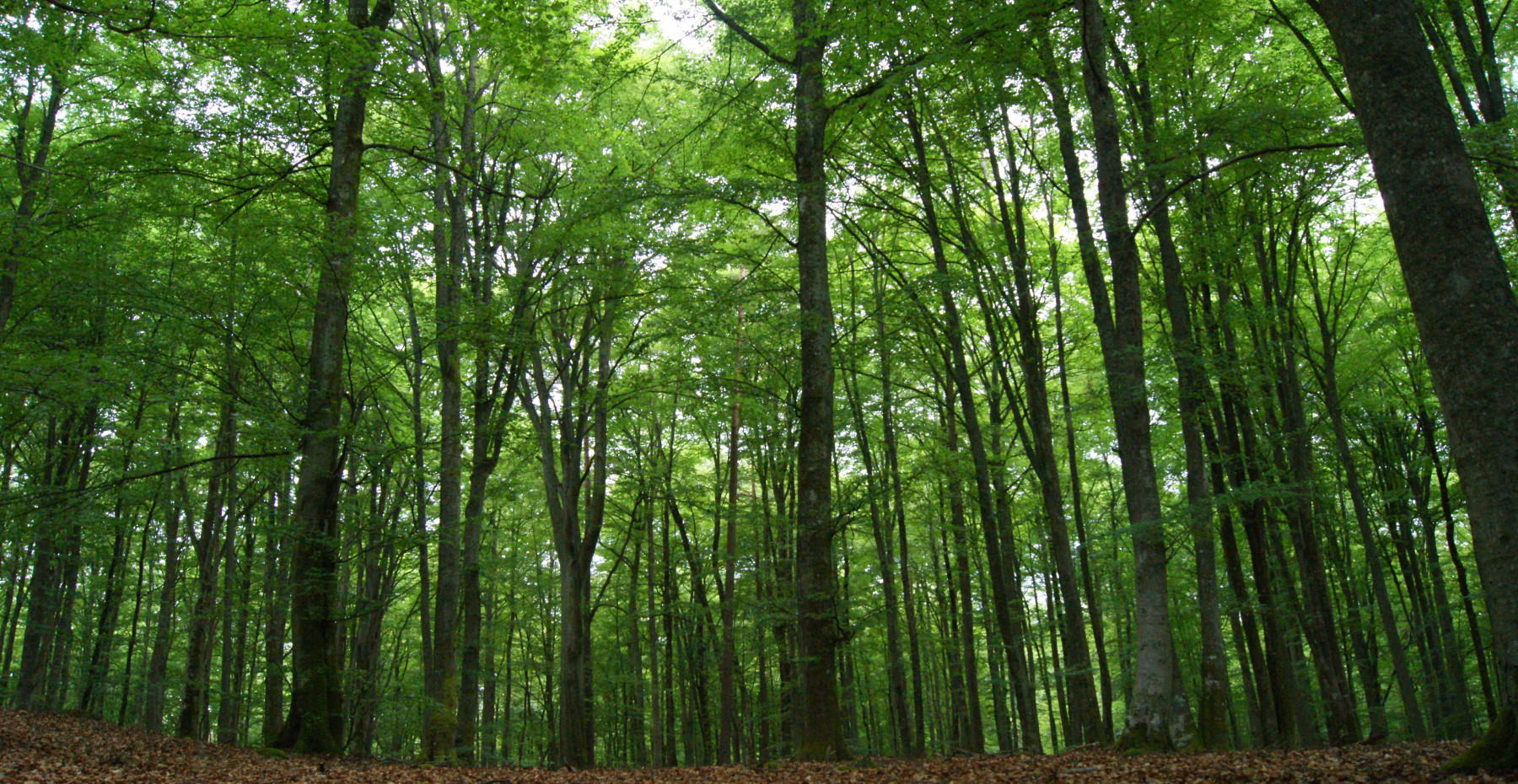 The nature of Småland