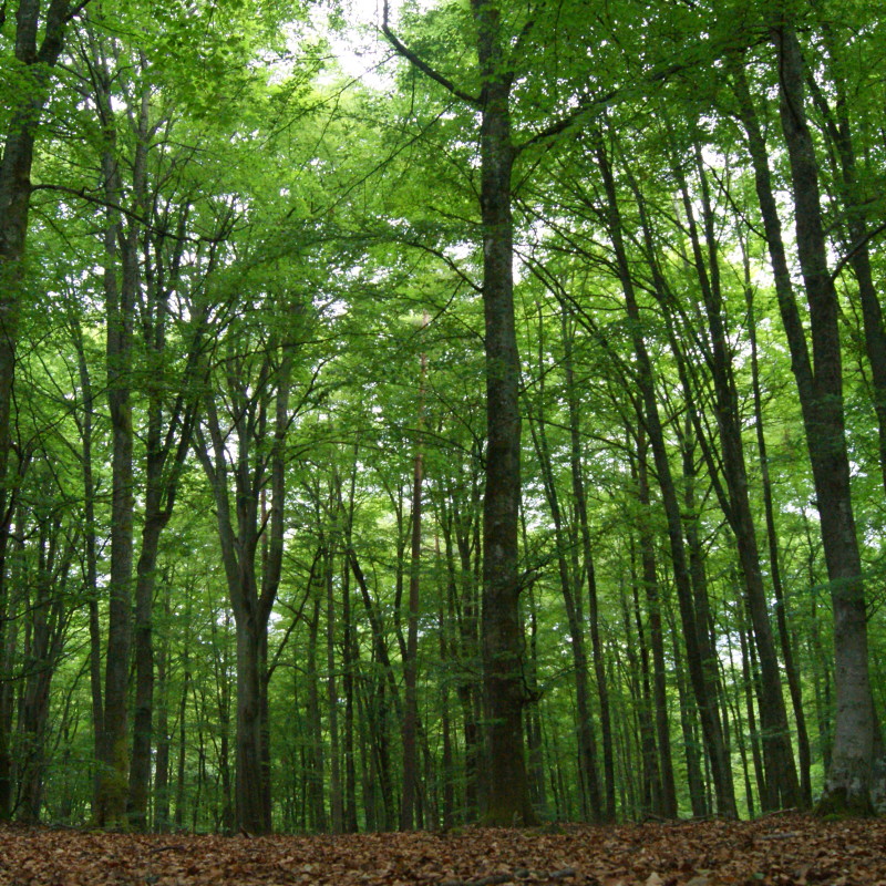 The nature of Småland