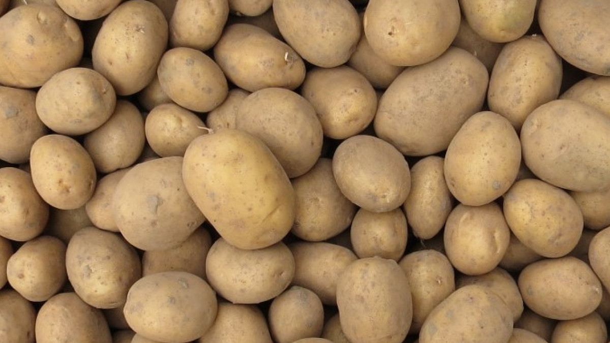 POTATIS, MELODY