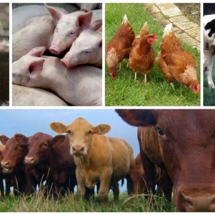 Agriculture & Livestock